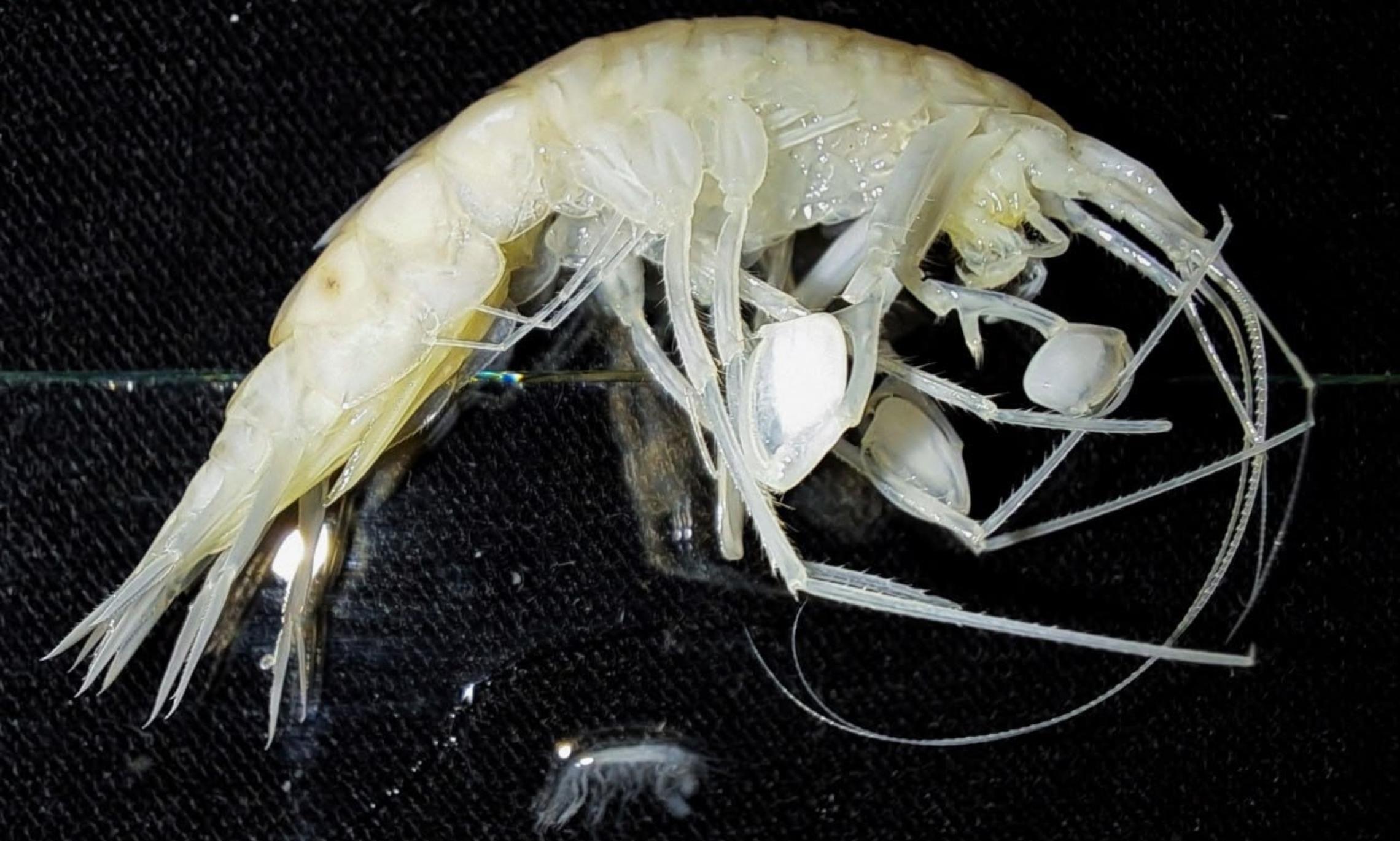 Фото Ярослава Процюк, ААНИИ