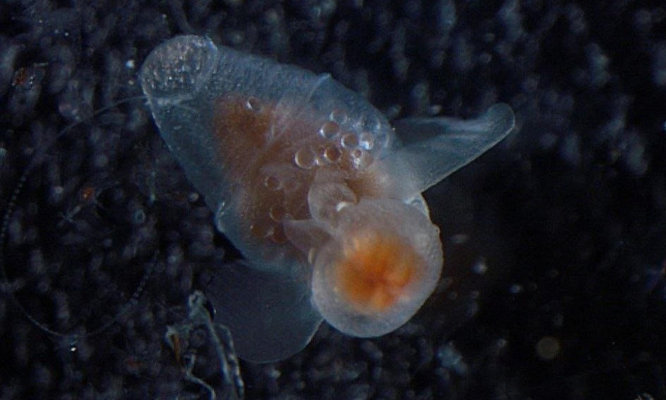 Фото Ярослава Процюк, ААНИИ