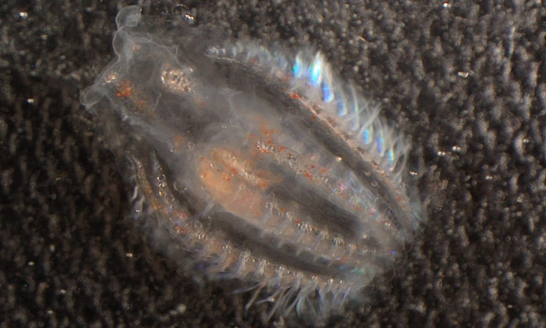 Фото Ярослава Процюк, ААНИИ