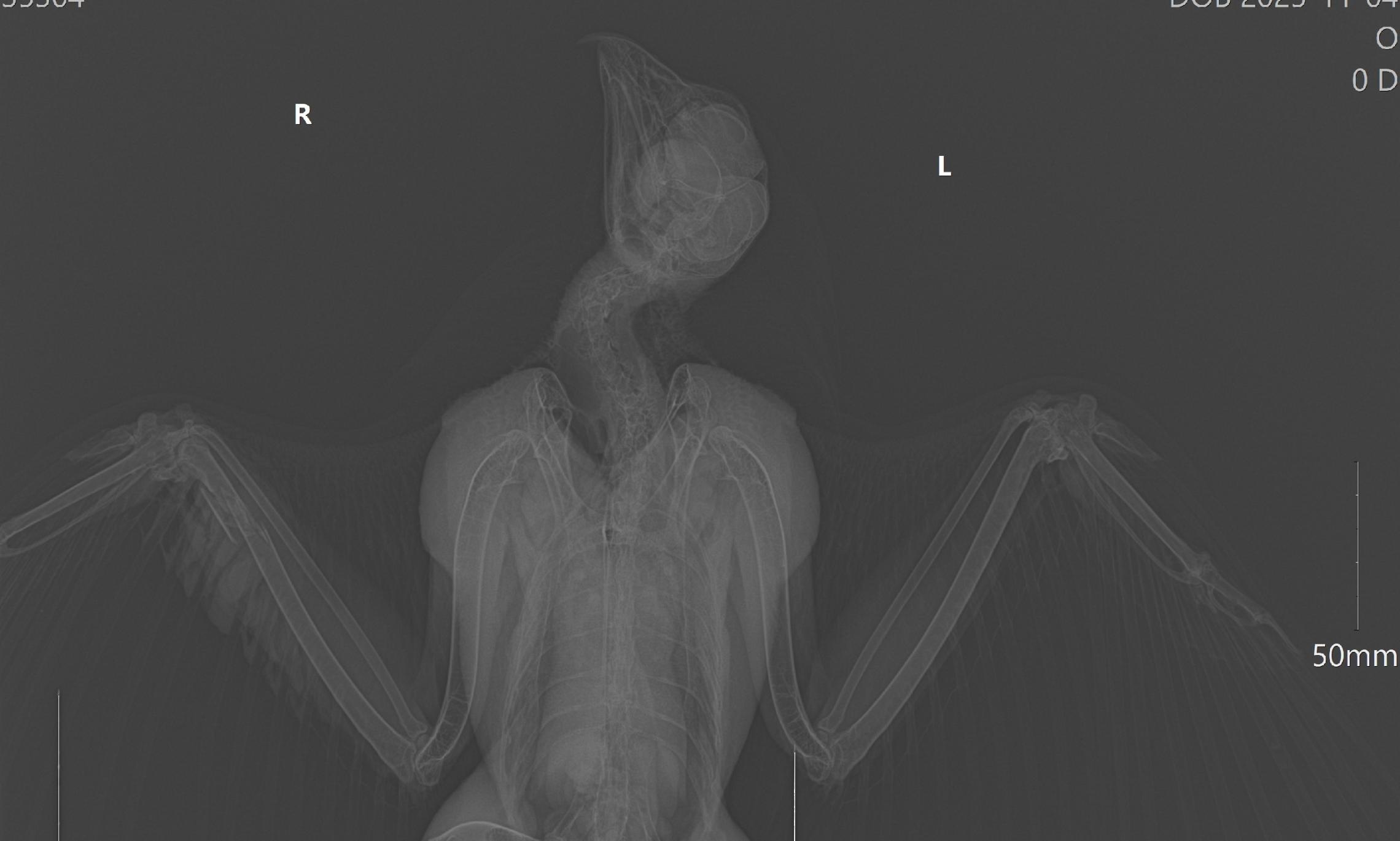 Фото из соцсетей Ирины Макаровой