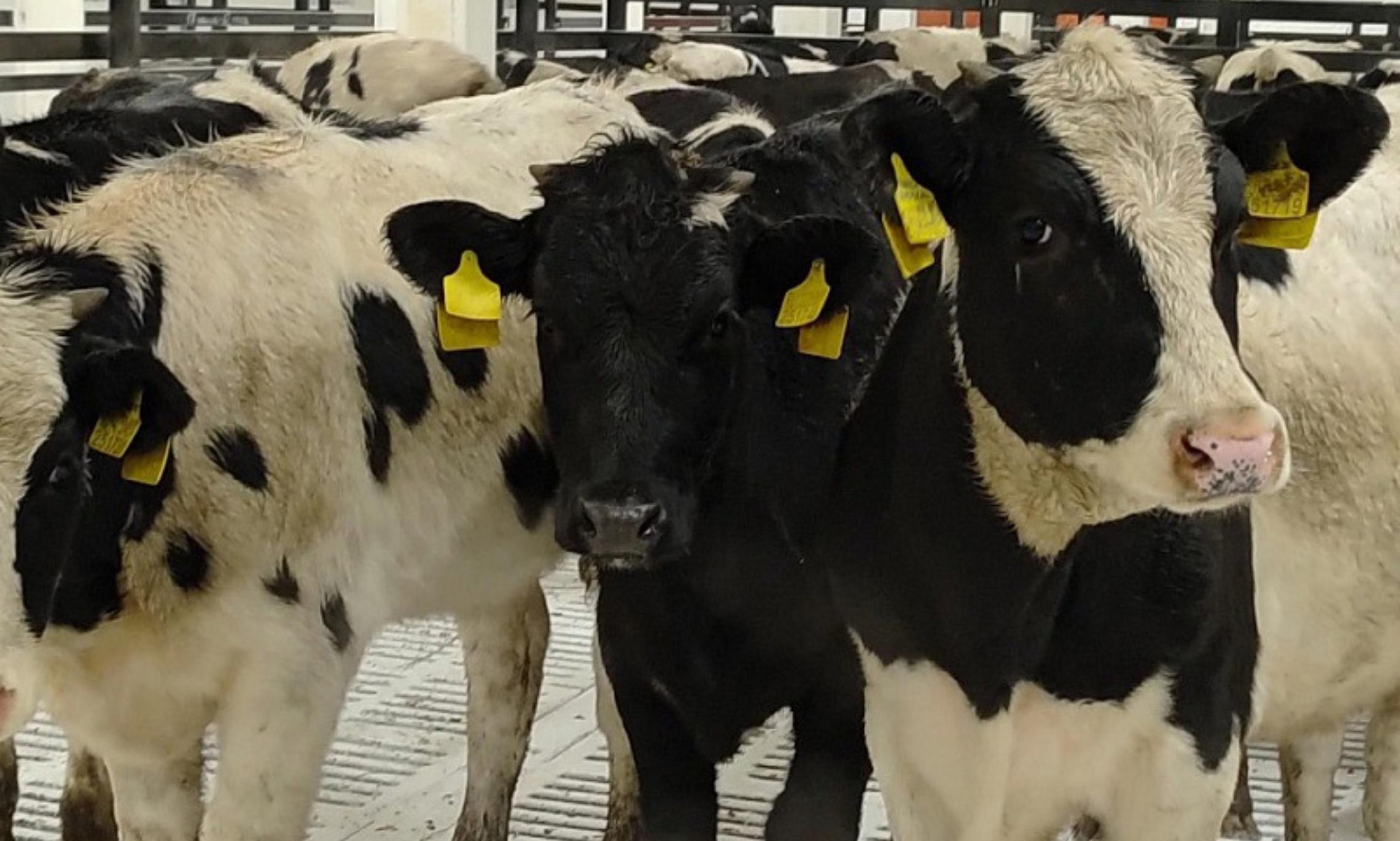 В Устьянском округе завершается строительство животноводческого комплекса