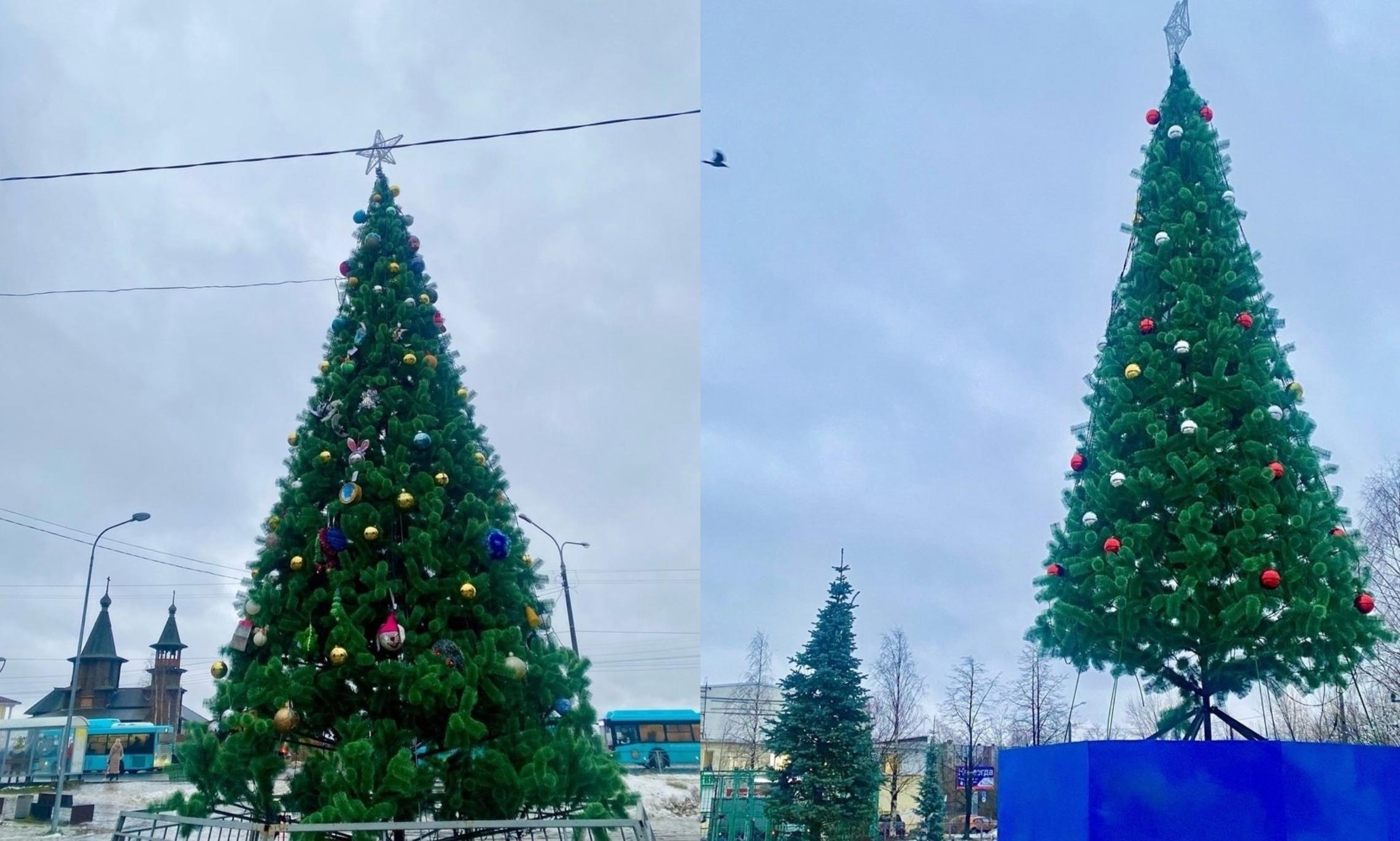 Ёлки округа Варавино-Фактория. Фото «Открытый Архангельск»